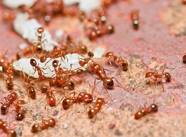 Fire ants in a mound