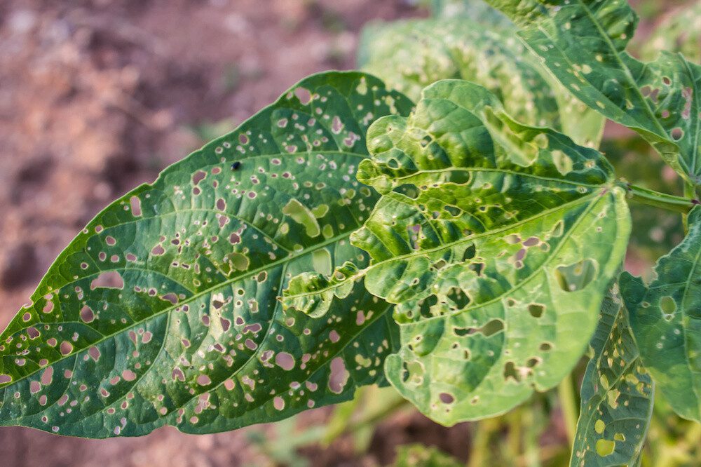 Damaged leaf from Caterpillars