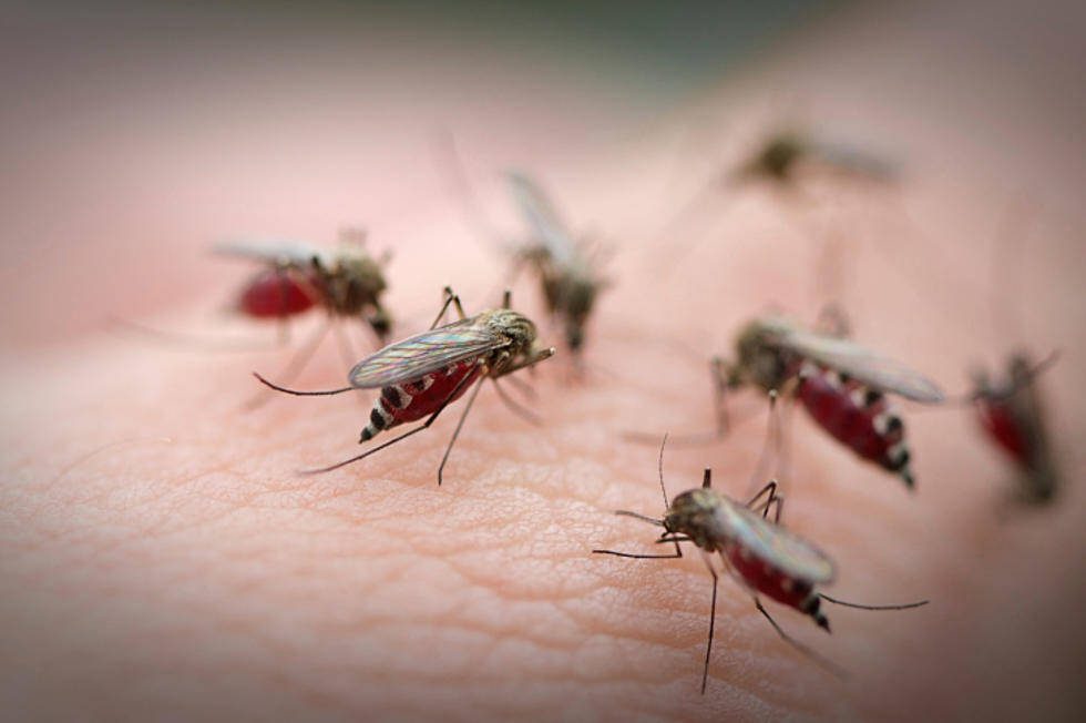 Mosquitos-many-on-a-hand-credit-iStock-177101890