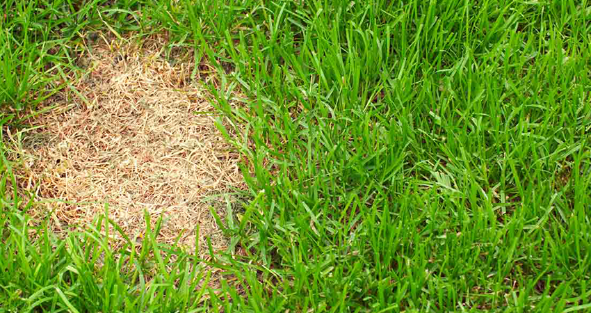 seeding-overseeding-2