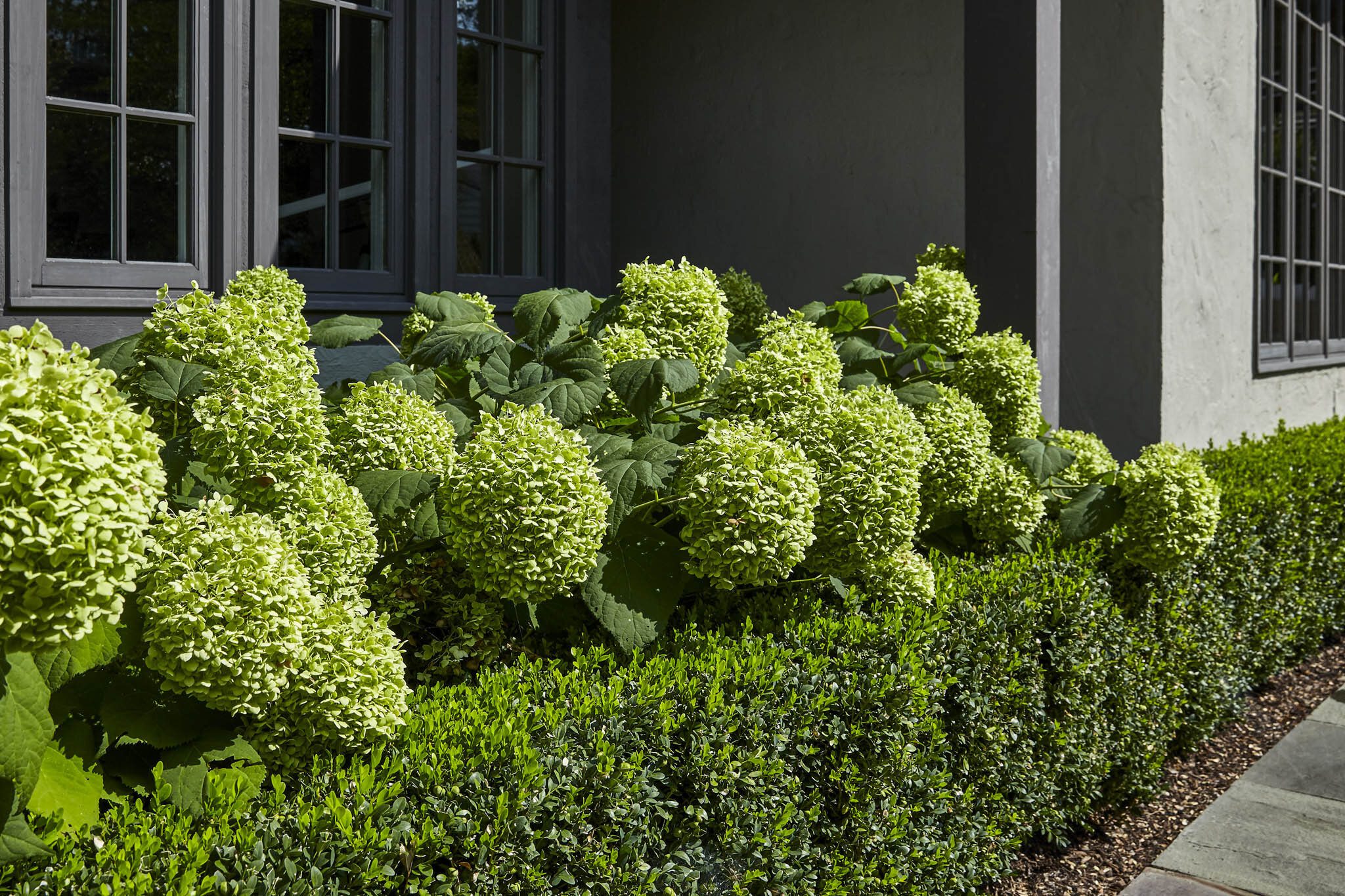 Healthy green tree canopy