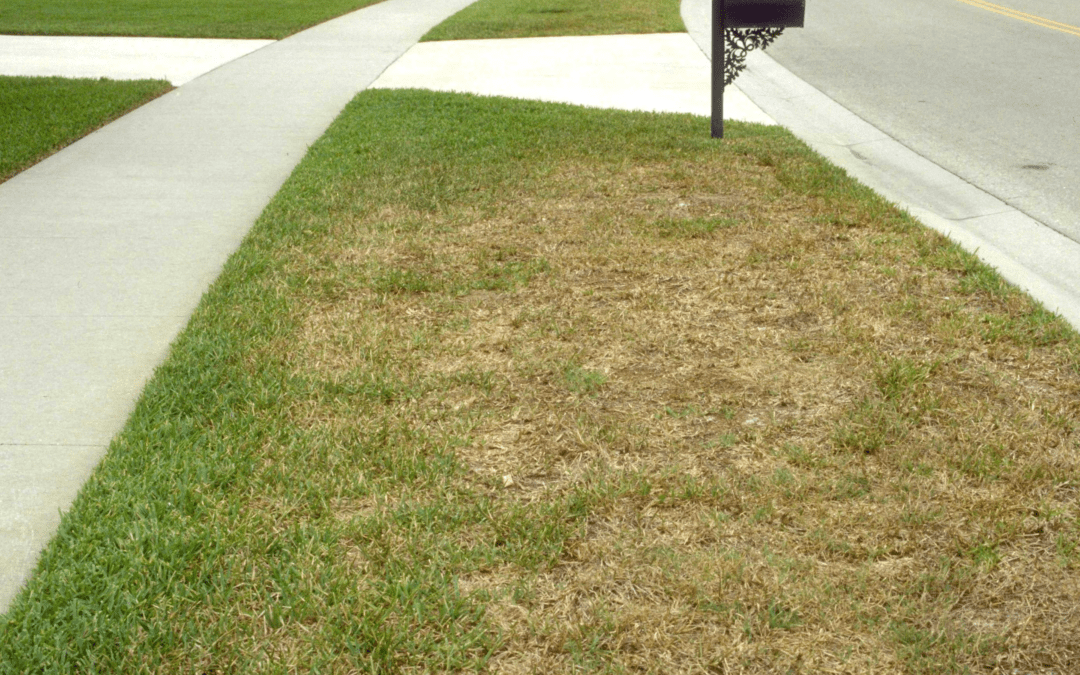 Common Lawn Insects In Prairieville