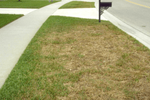 Chinch Damage prairieville