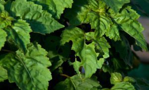 Lawn Insect Damage Prairieville LA