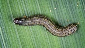 army worms prairieville