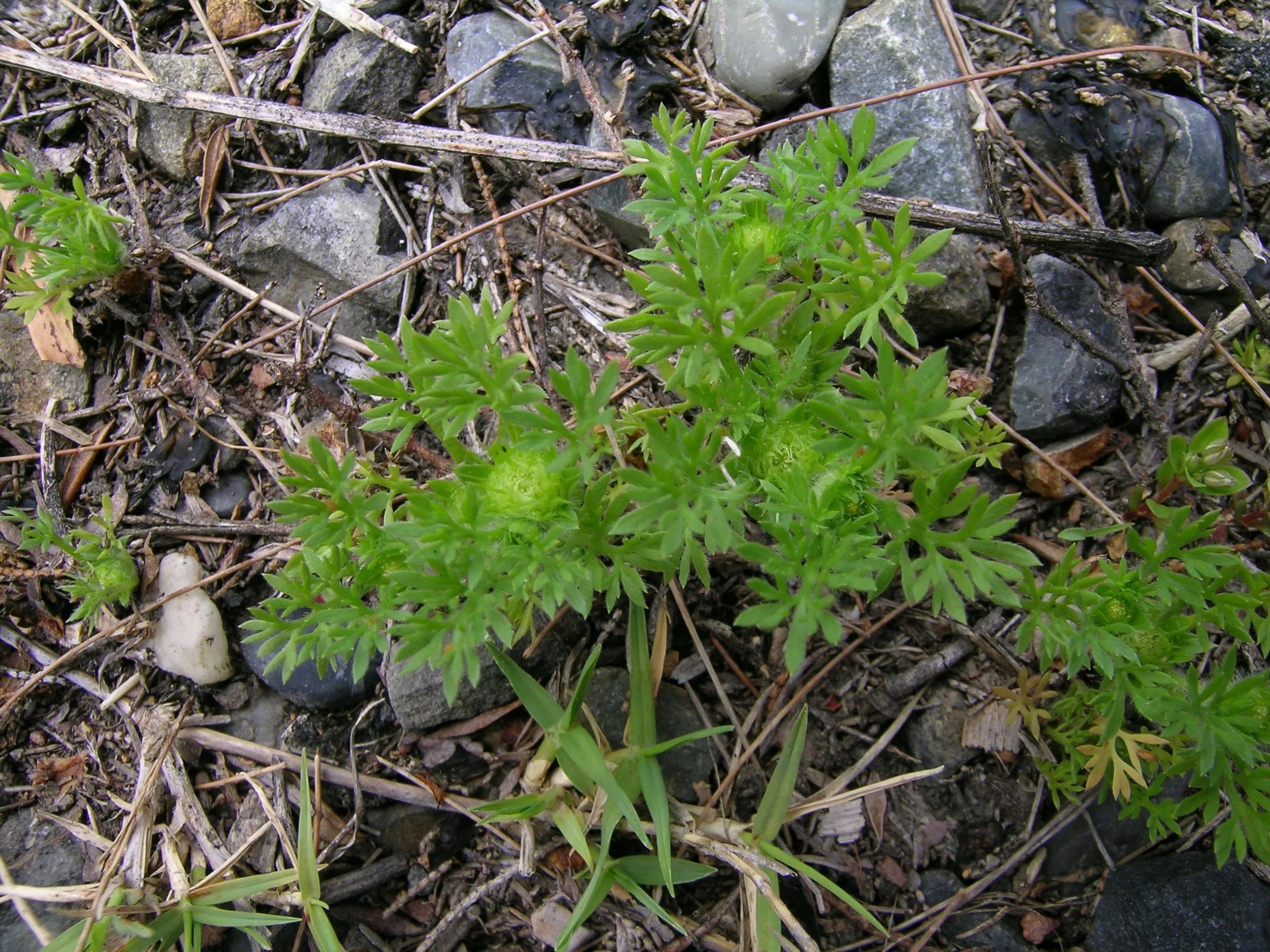 Close-up of burweed in Louisiana lawn