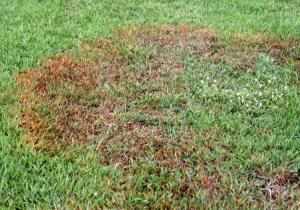 brown patch centipede ascension