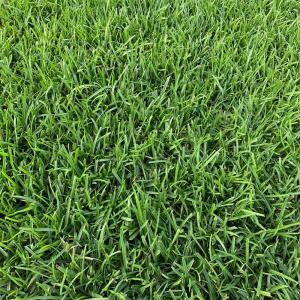 centipede sod baton rouge