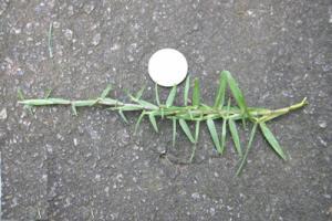 centipede stolon baton rouge