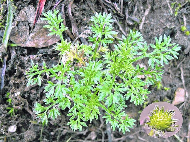 How To Kill Pickers, Stickers, Burweed, in Louisiana