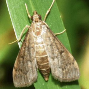 moth lawn damage prairieville la