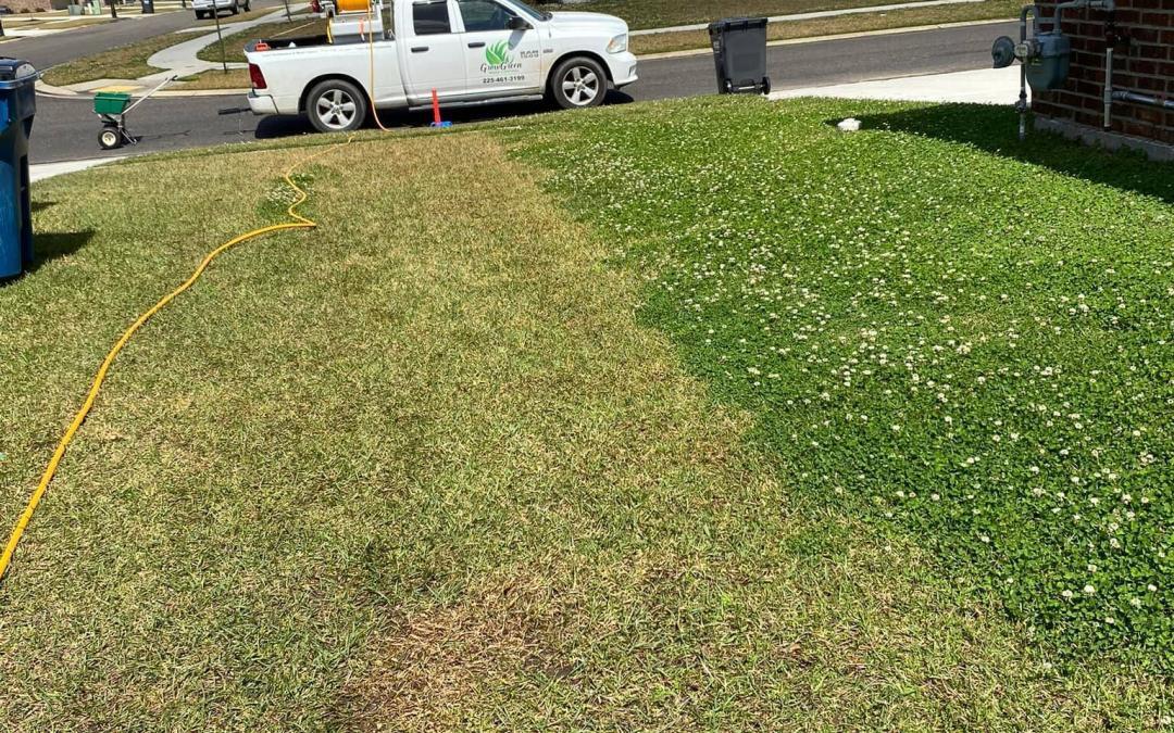 Excellent Results With Our Lawn Treatment Program
