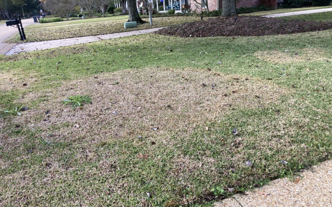 Battling Large Patch Disease: A Guide to Protecting Your Baton Rouge Lawn