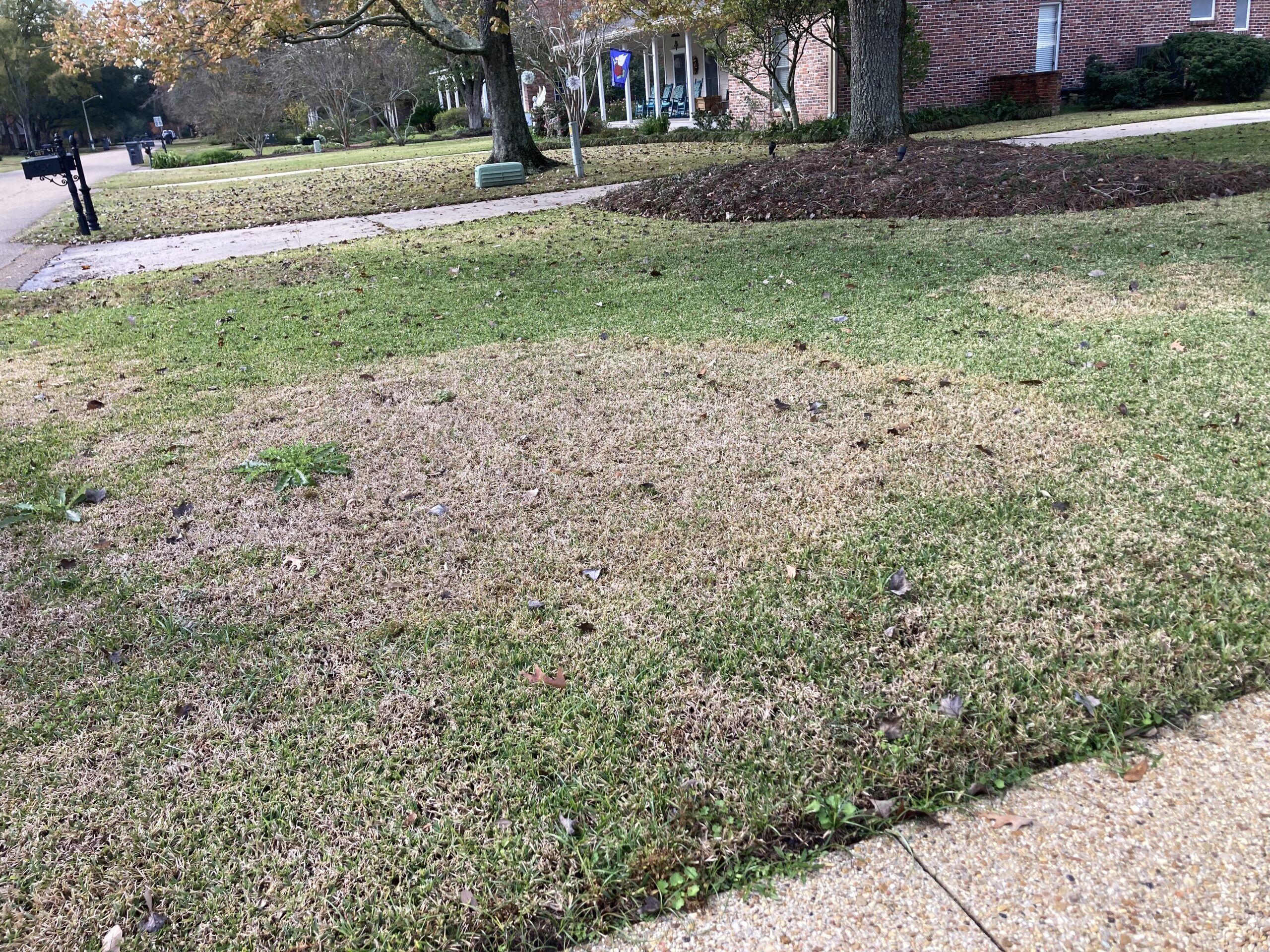 large patch disease baton rogue la