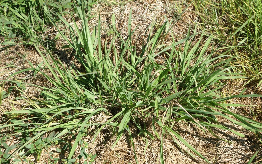 Battling Dallis Grass: The Challenge of Eliminating a Stubborn Weed in Warm Season Grasses
