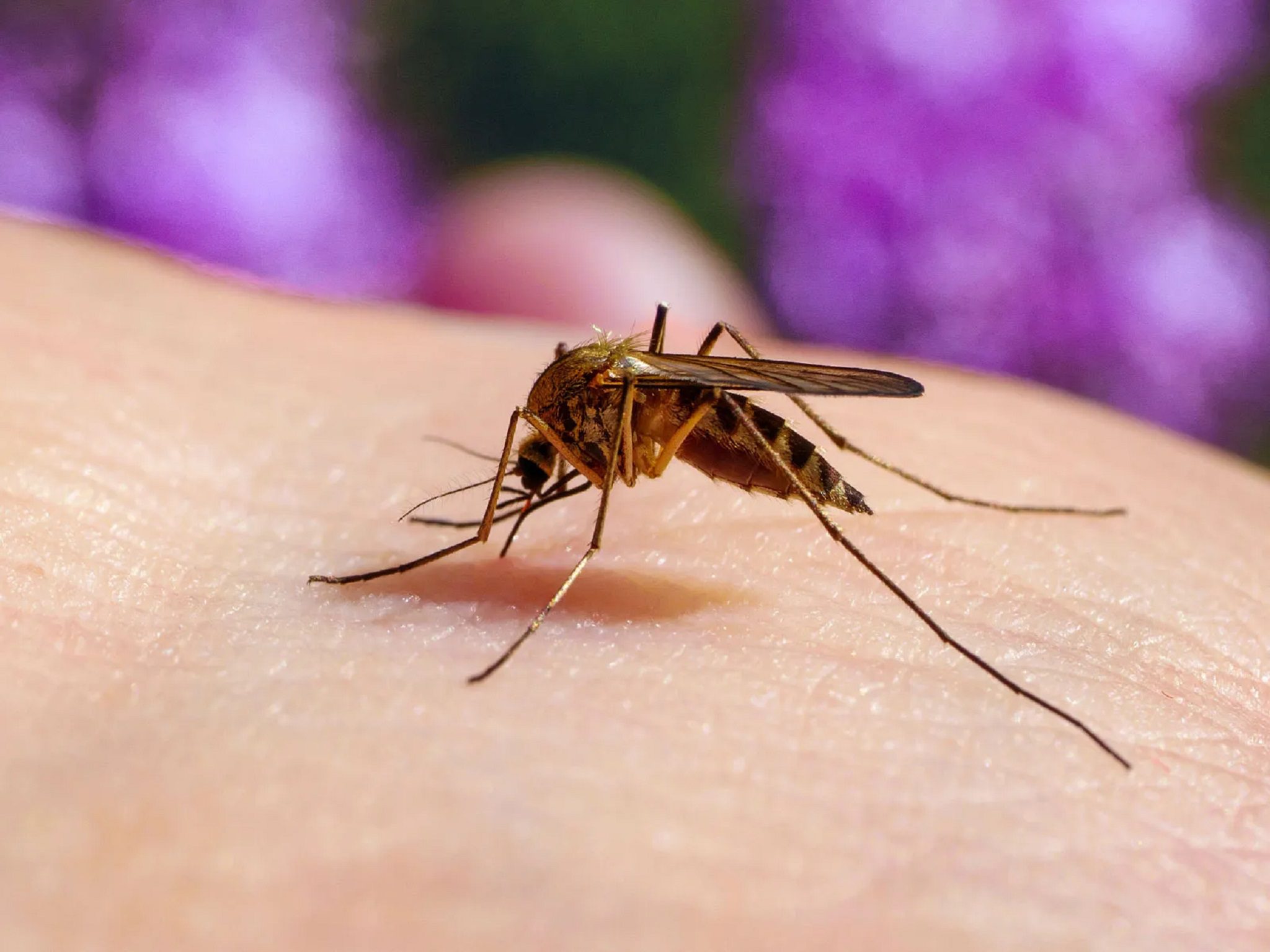 Mosquito on skin