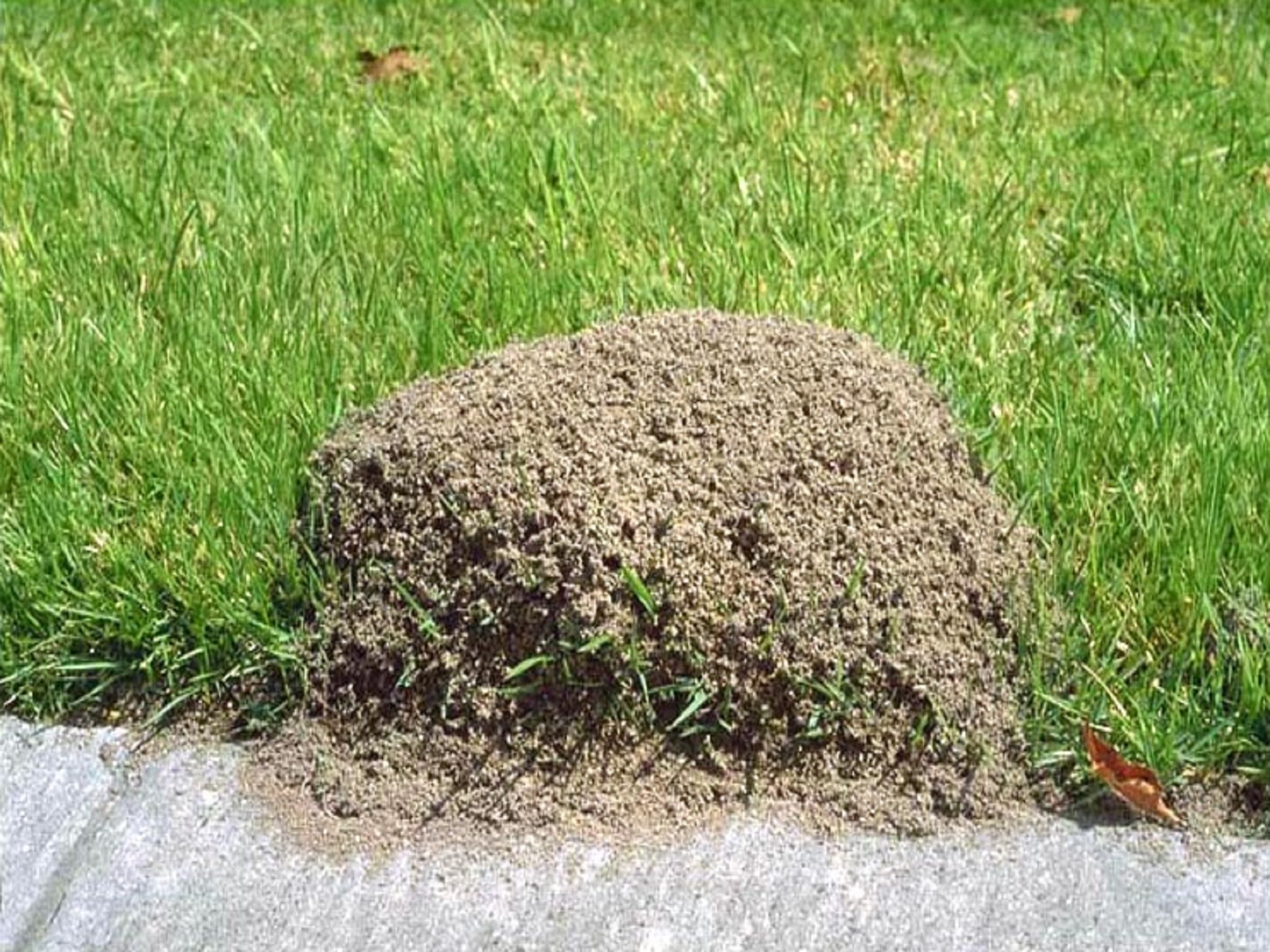 Fire ant mound in grass