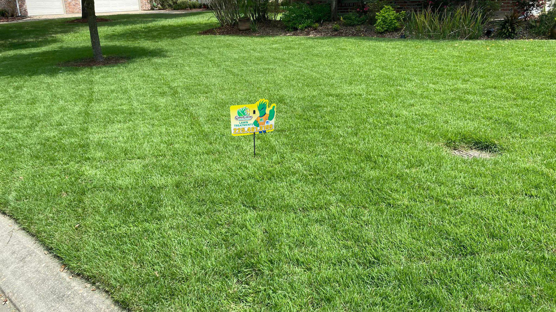 Thick green lawn after fertilization and weed control