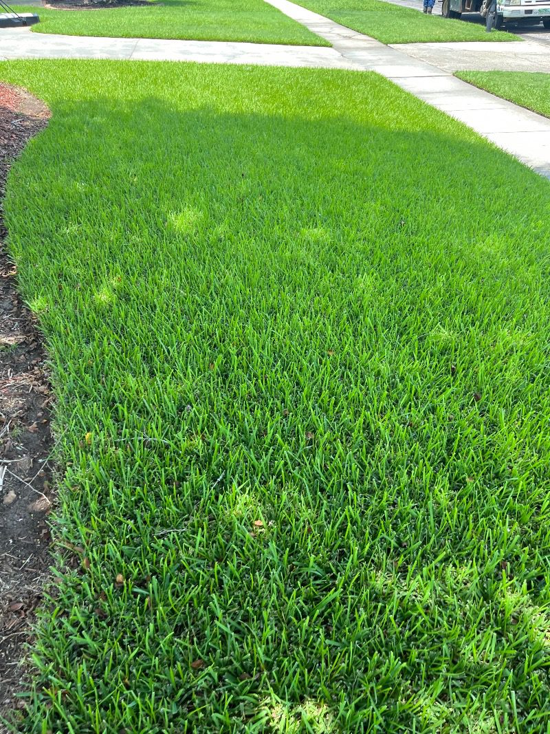 Lawn fertilization service in Denham Springs, Louisiana by Grow Green Weed Control