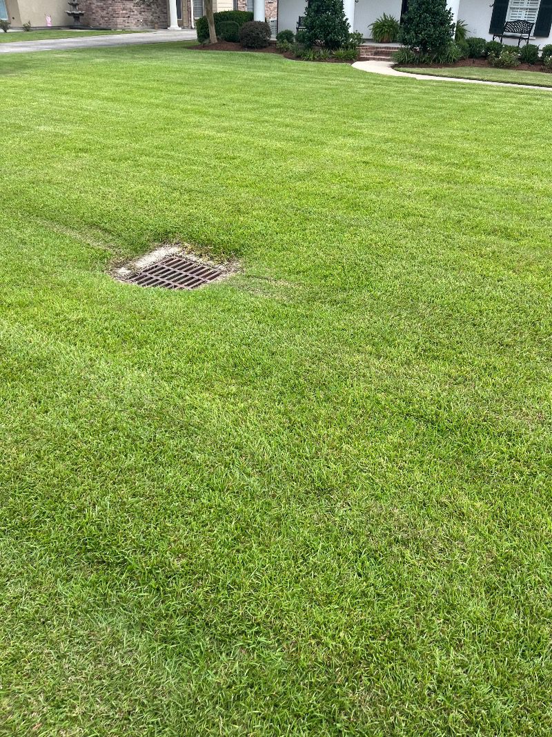 Green front lawn beside a walkway and landscaped home