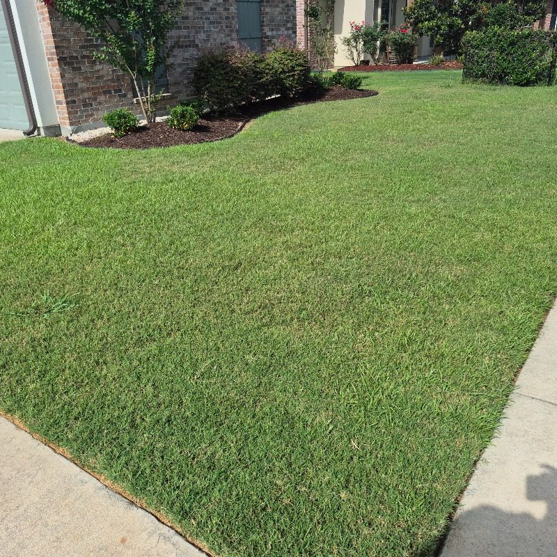 Front lawn bordered by a sidewalk and mulched landscape beds beside a brick home
