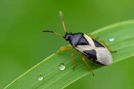 Close up of chinch bug